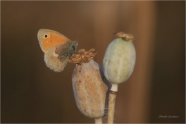 <p>OKÁČ POHÁŇKOVÝ (Coenonympha pamphilus) ---- /Small heath - Kleines Wiesenvögelchen/</p>